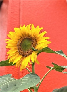 IMG_2314.jpg