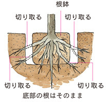 Nemawashi.jpg